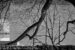 hanging_on_reduced